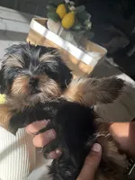 Hermosito, a male Shih Tzu and Yorkshire Terrier for sale in Dunnellon, FL – 6 of 7