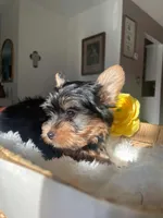 Chiquito, a male Yorkshire Terrier for sale in Dunnellon, FL – 3 of 4