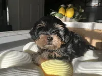 Hermosito, a male Shih Tzu and Yorkshire Terrier for sale in Dunnellon, FL – 5 of 7