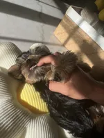Hermosito, a male Shih Tzu and Yorkshire Terrier for sale in Dunnellon, FL – 7 of 7