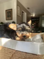 Chiquito, a male Yorkshire Terrier for sale in Dunnellon, FL – 4 of 4