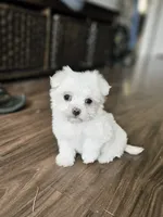 Ruby, a female Maltese for sale in Farmville, VA – 1 of 4