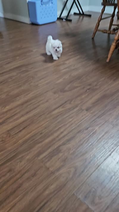 Ruby, a female Maltese for sale in Farmville, VA – 4 of 4