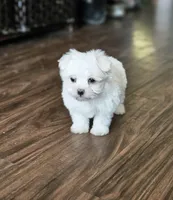 Ruby, a female Maltese for sale in Farmville, VA – 3 of 4