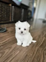 Ruby, a female Maltese for sale in Farmville, VA – 2 of 4
