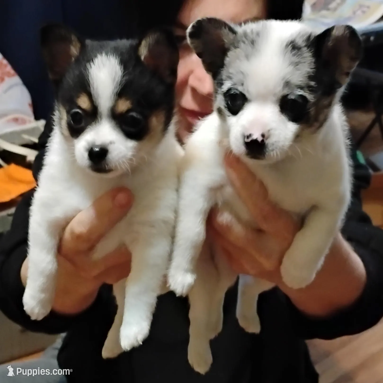 POMCHI male & Female