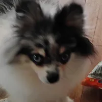 POMCHI male & Female, a male Pomchi for sale in Metairie, LA – Photo 3 of 3