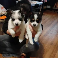 POMCHI male & Female, a male Pomchi for sale in Metairie, LA – Photo 2 of 3