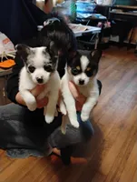 POMCHI male & Female, a male Pomchi for sale in Metairie, LA – Photo 2 of 3