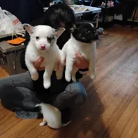 POMCHI male & Female, a male Pomchi for sale in Metairie, LA – Photo 1 of 3