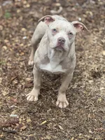 Chanelle, a female American Bully for sale in Raleigh, NC – Photo 2 of 2