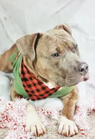 Rocky, a male American Bully for sale in Raleigh, NC – Photo 3 of 3