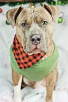 Rocky, a male American Bully for sale in Raleigh, NC – Photo 2 of 3