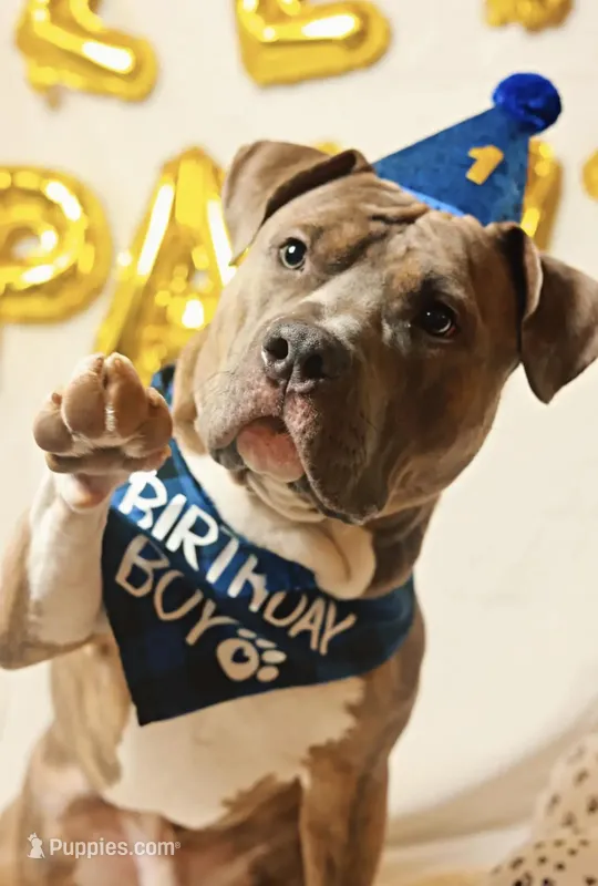 Rocky, a male American Bully for sale in Raleigh, NC – Photo 1 of 3