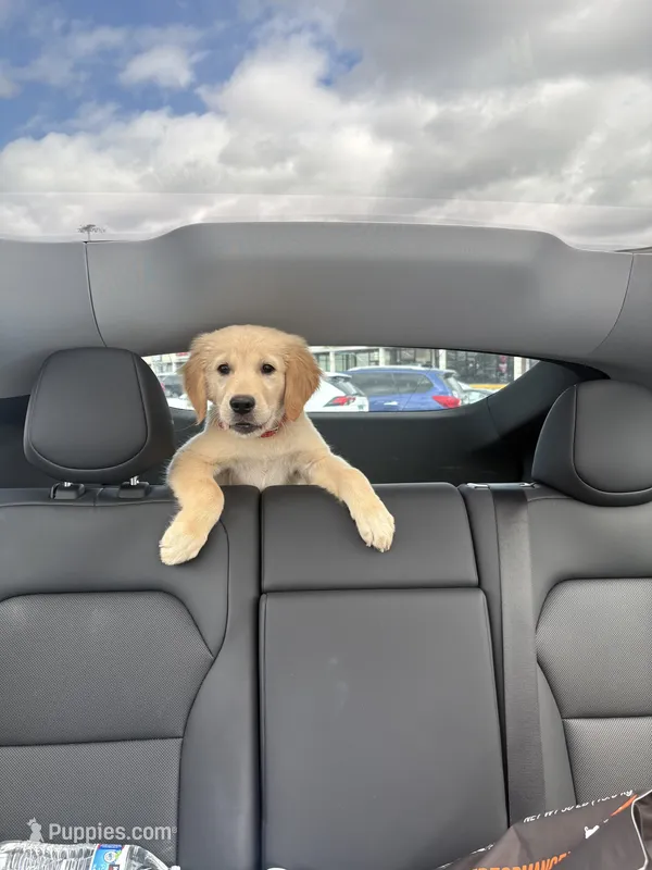 Cooper – Golden Retriever puppy for sale in Revere, MA
