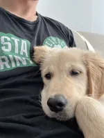 Cooper, a male Golden Retriever for sale in Revere, MA – 5 of 6