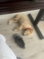 Cooper, a male Golden Retriever for sale in Revere, MA – 4 of 6