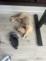 Cooper, a male Golden Retriever for sale in Revere, MA – 2 of 6