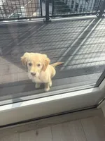 Cooper, a male Golden Retriever for sale in Revere, MA – 3 of 6