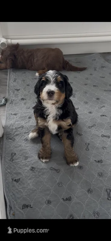 Michael – Bernedoodle puppy on hold in Dillsboro, IN