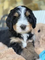 Michael, a male Bernedoodle for sale in Dillsboro, IN – 3 of 5