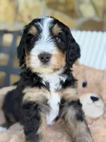 Michael, a male Bernedoodle for sale in Dillsboro, IN – 2 of 5