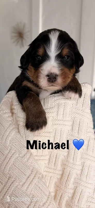 Michael – Bernedoodle puppy for sale in Dillsboro, IN