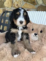 Michael, a male Bernedoodle for sale in Dillsboro, IN – 5 of 5