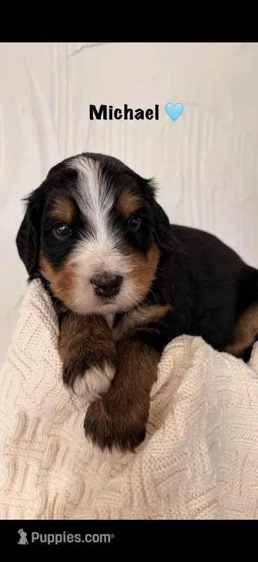 Michael – Bernedoodle puppy for sale in Dillsboro, IN