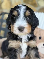 Michael, a male Bernedoodle for sale in Dillsboro, IN – 4 of 5