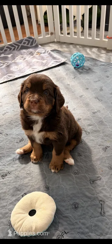 Pam – Bernedoodle puppy for sale in Dillsboro, IN