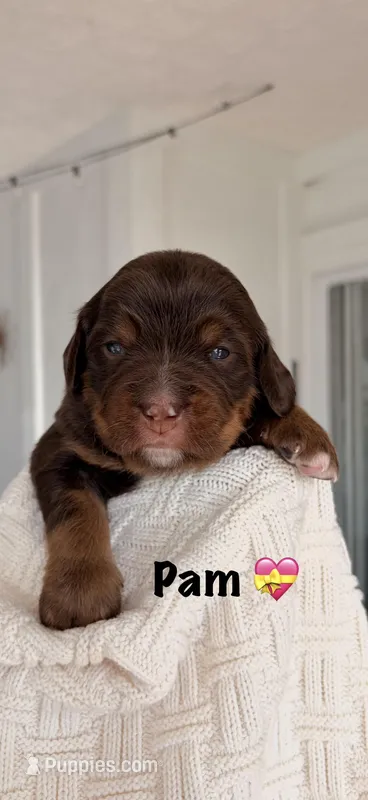 Pam – Bernedoodle puppy for sale in Dillsboro, IN