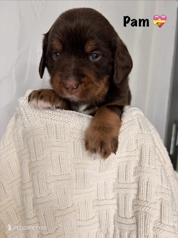 Pam – Bernedoodle puppy for sale in Dillsboro, IN