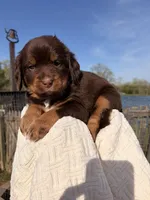 Pam Choc-Tri , a female Bernedoodle for sale in Dillsboro, IN – Photo 6 of 6