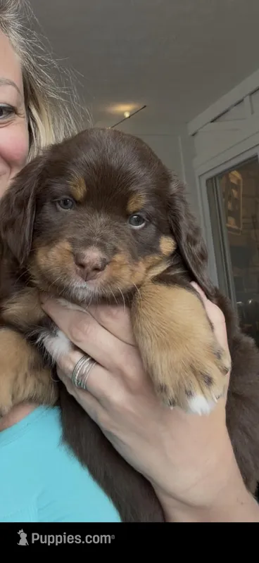 Pam Choc-Tri  – Bernedoodle puppy for sale in Dillsboro, IN