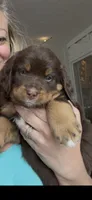 Pam Choc-Tri , a female Bernedoodle for sale in Dillsboro, IN – Photo 1 of 6