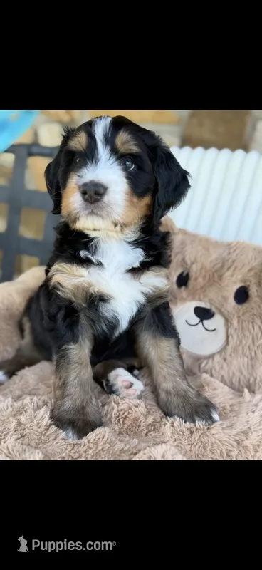 Kevin  – Bernedoodle puppy for sale in Dillsboro, IN