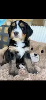 Kevin , a male Bernedoodle for sale in Dillsboro, IN – 1 of 7