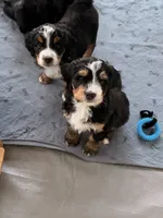 Kevin , a male Bernedoodle for sale in Dillsboro, IN – 3 of 7
