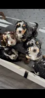 Kevin , a male Bernedoodle for sale in Dillsboro, IN – 7 of 7