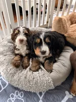 Kevin , a male Bernedoodle for sale in Dillsboro, IN – 4 of 7