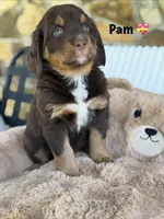 Pam - Chocolate!! , a female Bernese Mountain Dog and Bernedoodle for sale in Dillsboro, IN – 1 of 6