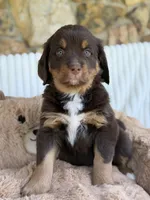 Pam - Chocolate!! , a female Bernese Mountain Dog and Bernedoodle for sale in Dillsboro, IN – 3 of 6