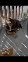 Pam - Chocolate!! , a female Bernese Mountain Dog and Bernedoodle for sale in Dillsboro, IN – 6 of 6