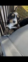 Kevin , a male Bernedoodle for sale in Dillsboro, IN – 2 of 7