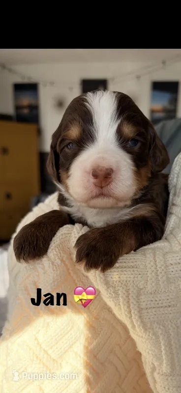 Jan – Bernedoodle puppy for sale in Dillsboro, IN