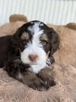 Jan, a female Bernedoodle for sale in Dillsboro, IN – 5 of 5