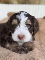 Jan, a female Bernedoodle for sale in Dillsboro, IN – 3 of 5