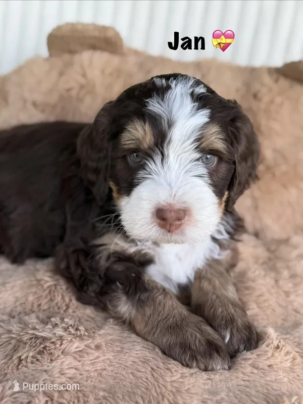 Jan – Bernedoodle puppy on hold in Dillsboro, IN