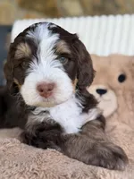 Jan, a female Bernedoodle for sale in Dillsboro, IN – 2 of 5